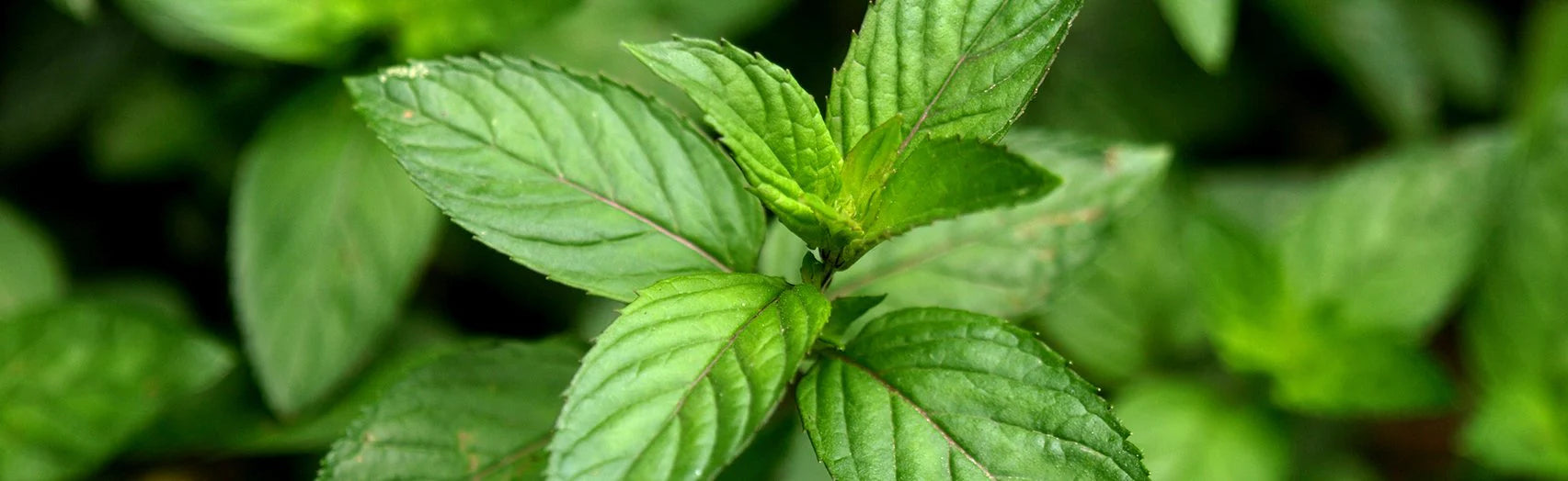 Peppermint 101