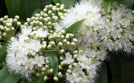 Lemon myrtle