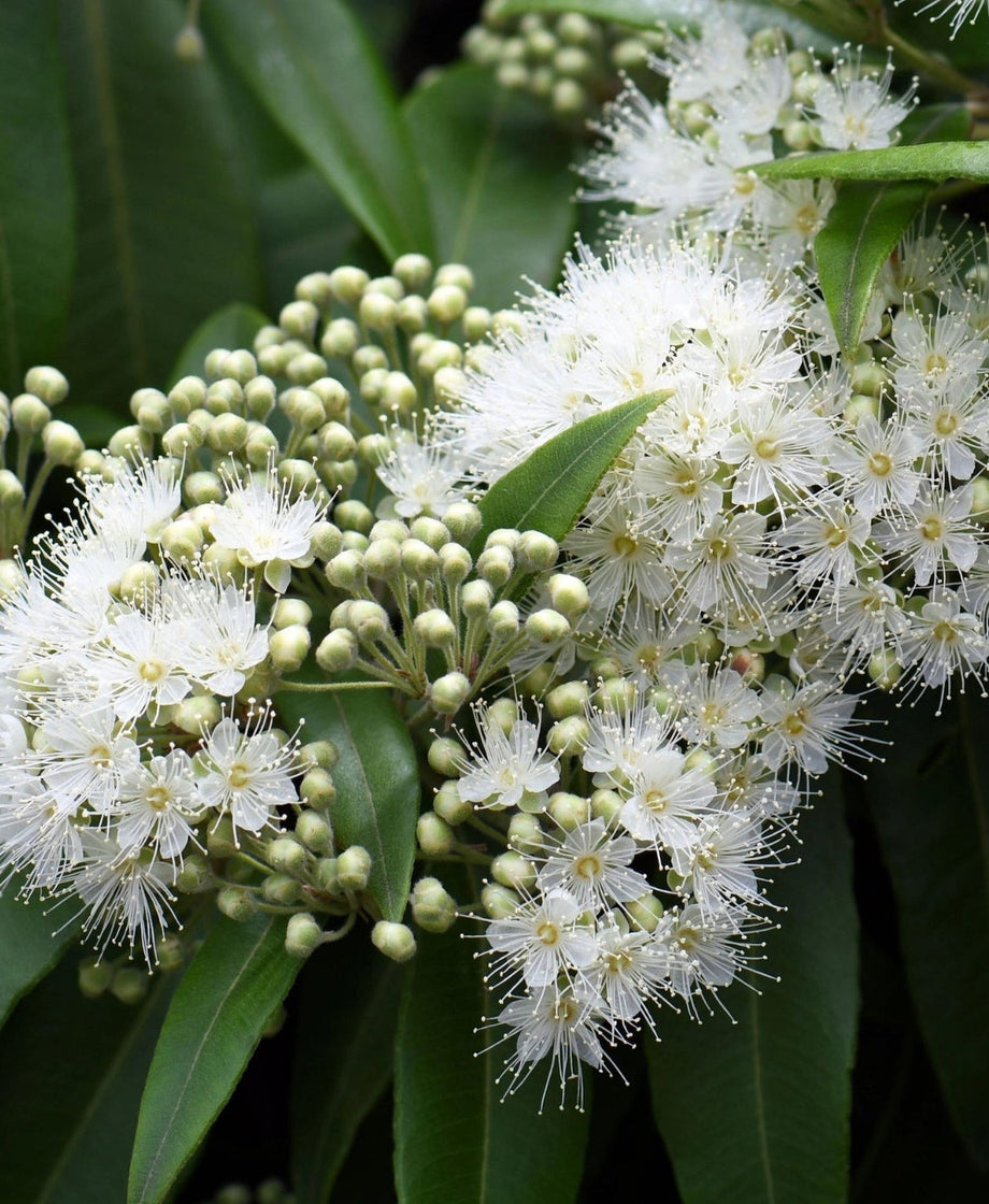 Lemon myrtle