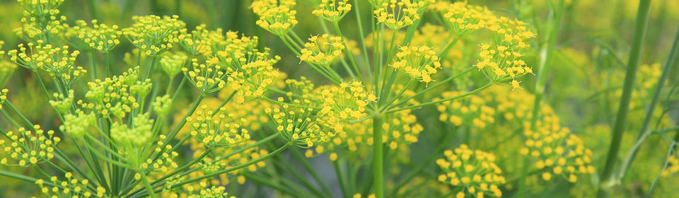 Fennel