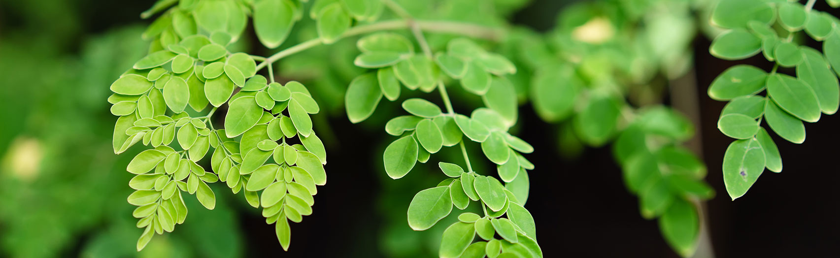 Moringa 101