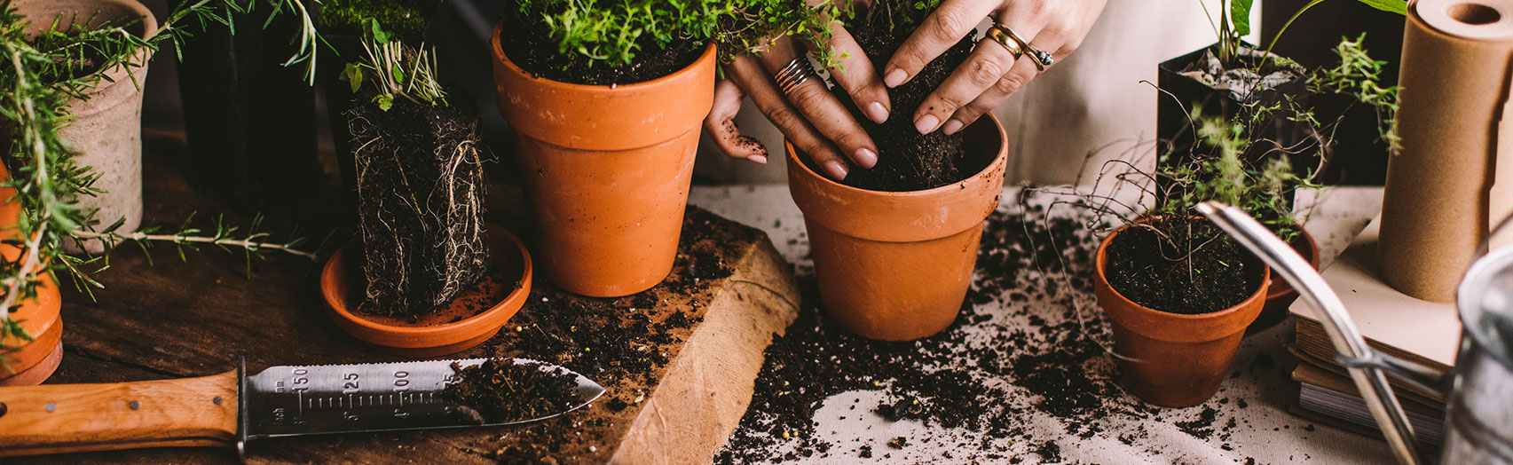 Planting a Medicinal Herb Garden