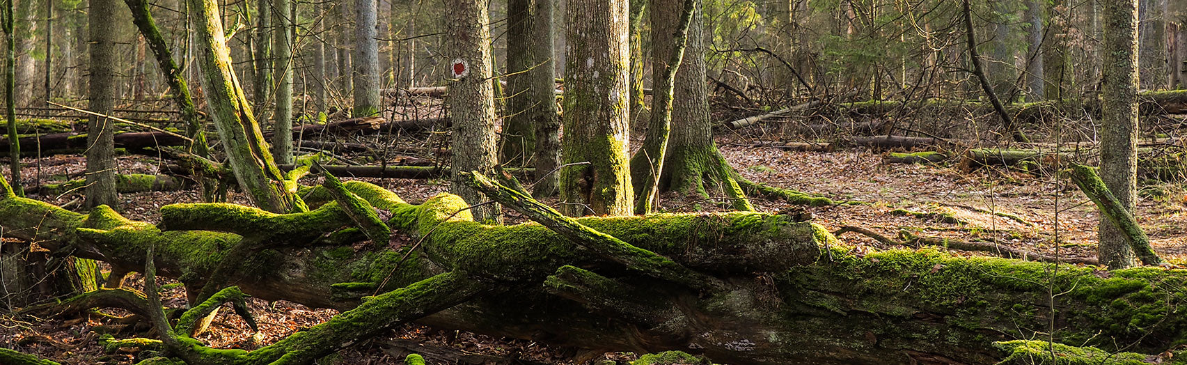 Protecting People & Plants in Poland