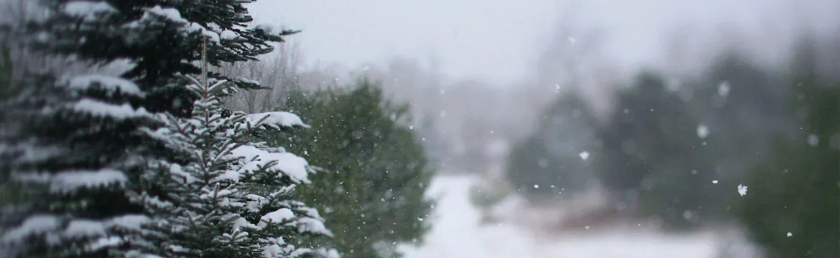 Welcoming the Winter Solstice with 5 Easy Rituals