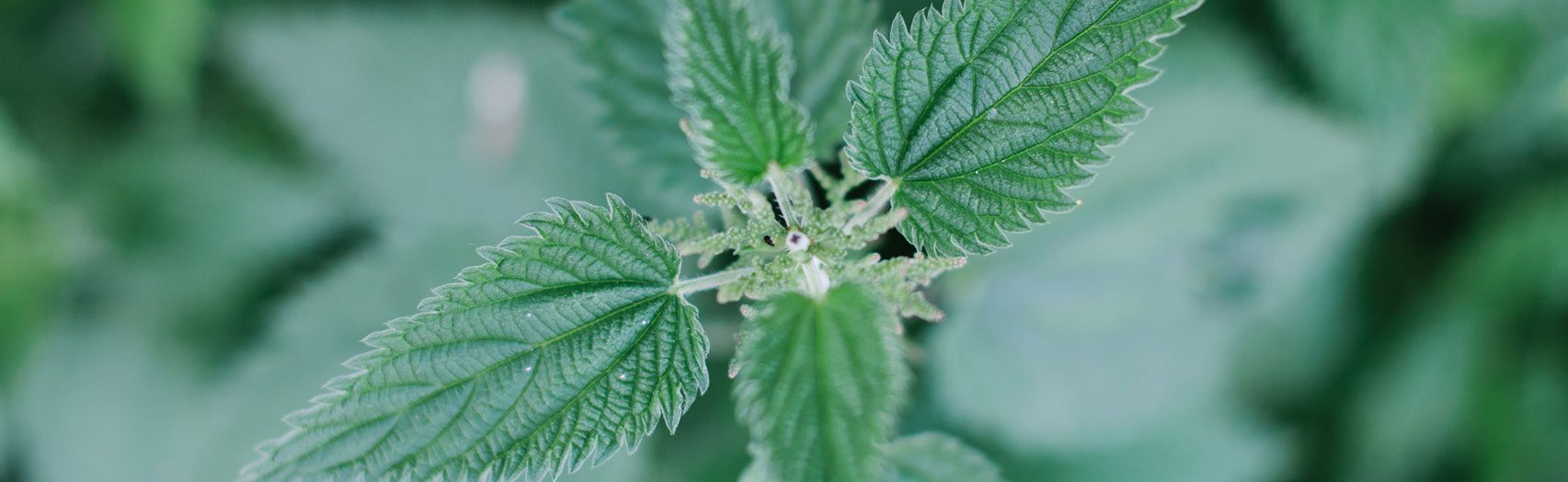 Nettle 101