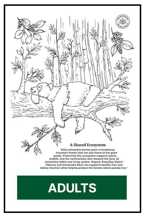 Adult panda coloring book - version 3